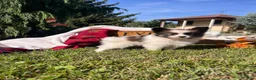 Papillon dogs for sale: Lil Eli❤️AKC🐾Momma is Imported From Poland - Ad 1
