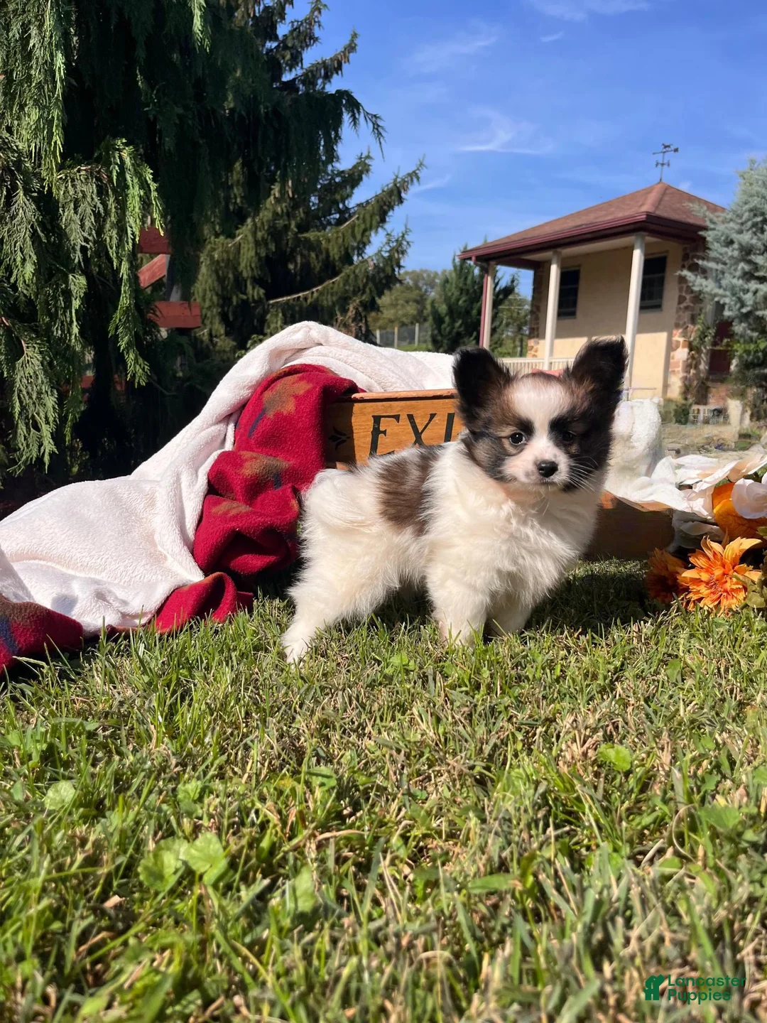 Papillon dogs for sale: Lil Eli❤️AKC🐾Momma is Imported From Poland - Ad 1