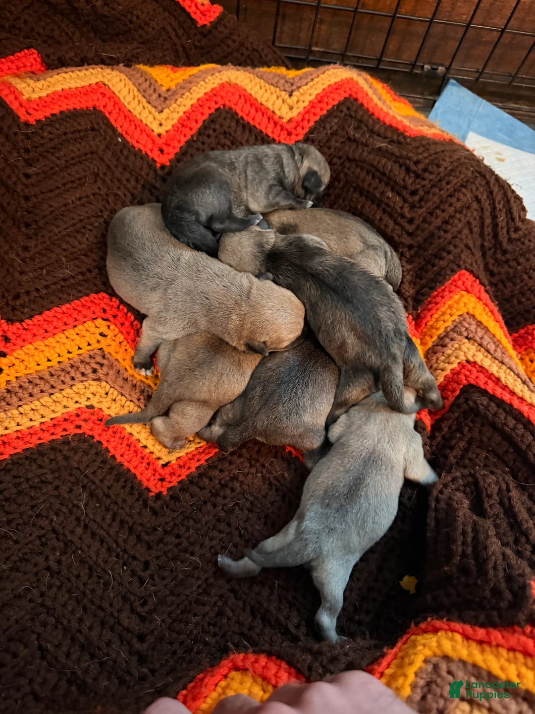 Mixed Breed dogs for sale: Chug 6 - Ad 1