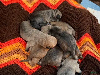 Mixed Breed dogs Chug 6 - Ad 6