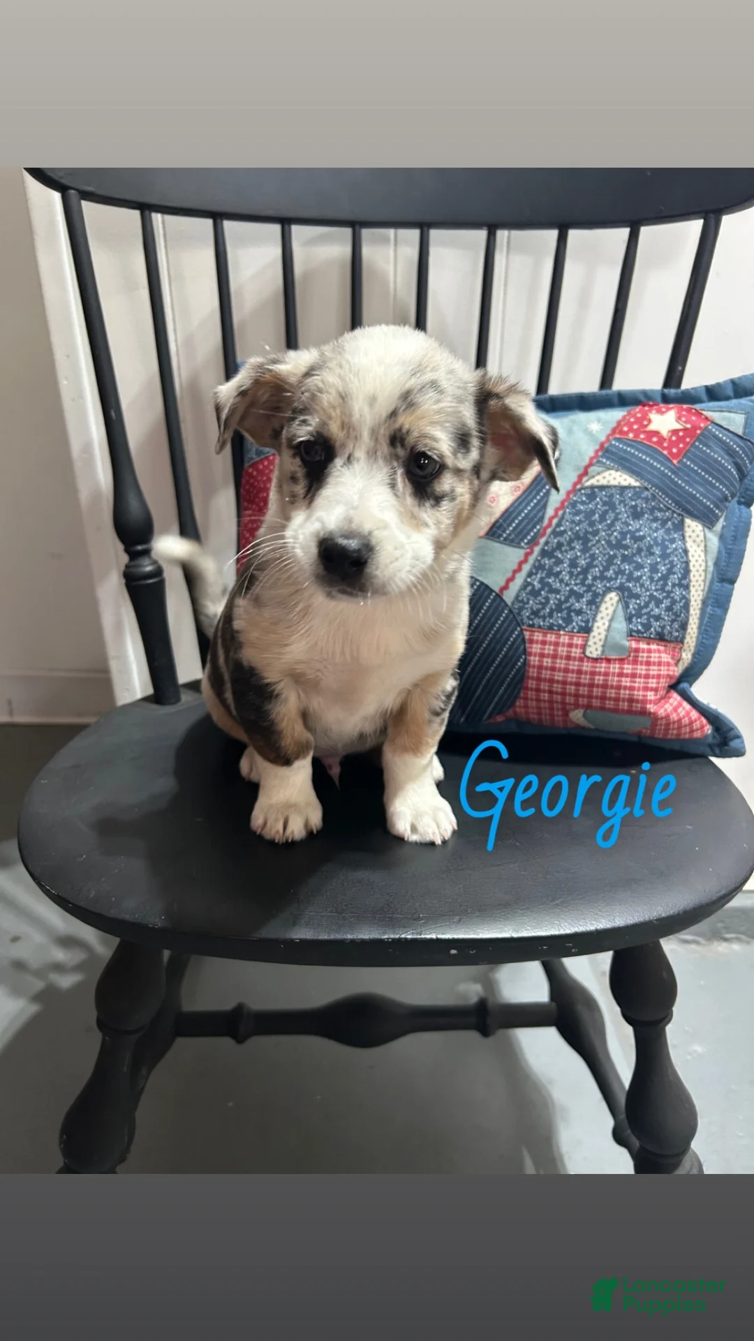 Miniature Australian Shepherd dogs for sale: Georgie - Ad 1