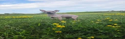 Xoloitzcuintle dogs for sale: Bambi  - Ad 7