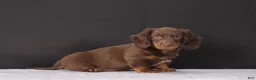 Dachshund dogs for sale: Kacie - Ad 3