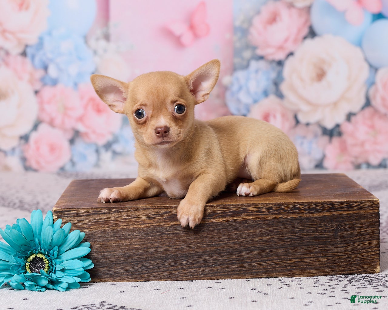 Chihuahua dogs Benjie - Ad 1