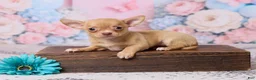 Chihuahua dogs for sale: Benjie - Ad 1