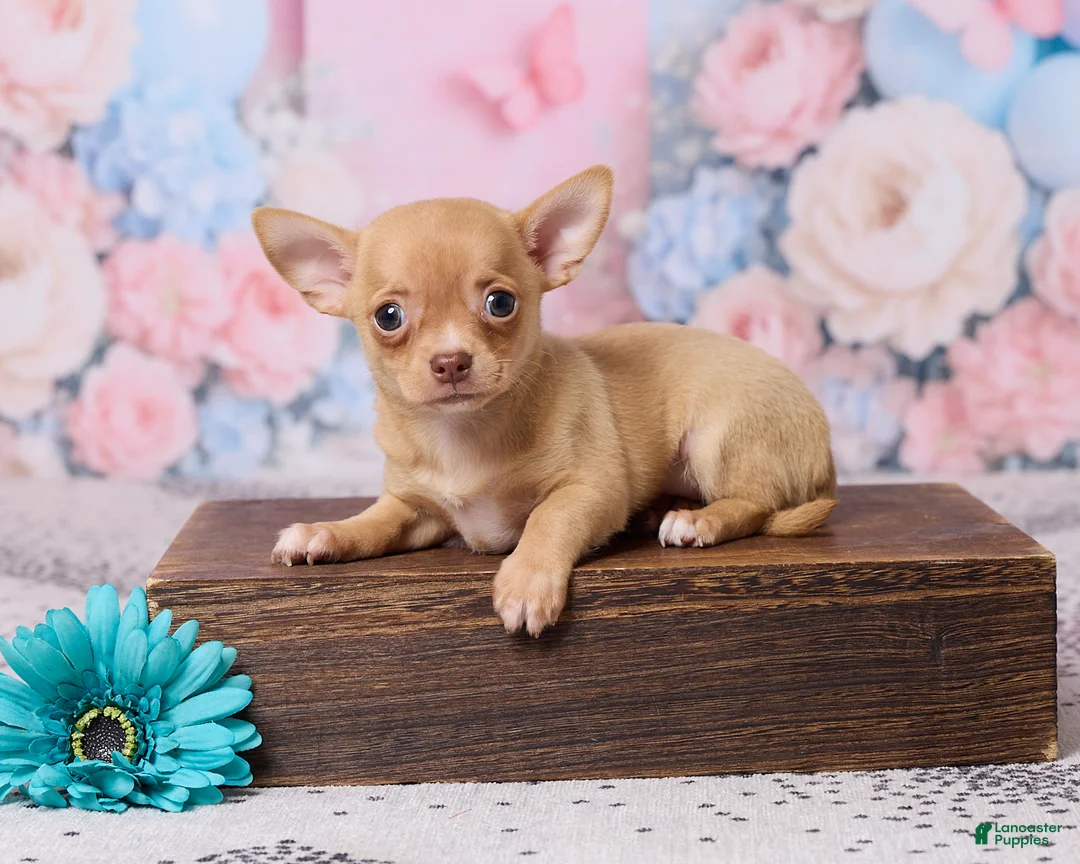 Chihuahua dogs for sale: Benjie - Ad 1