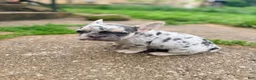 French Bulldog dogs for sale: Nico Poco - Ad 3
