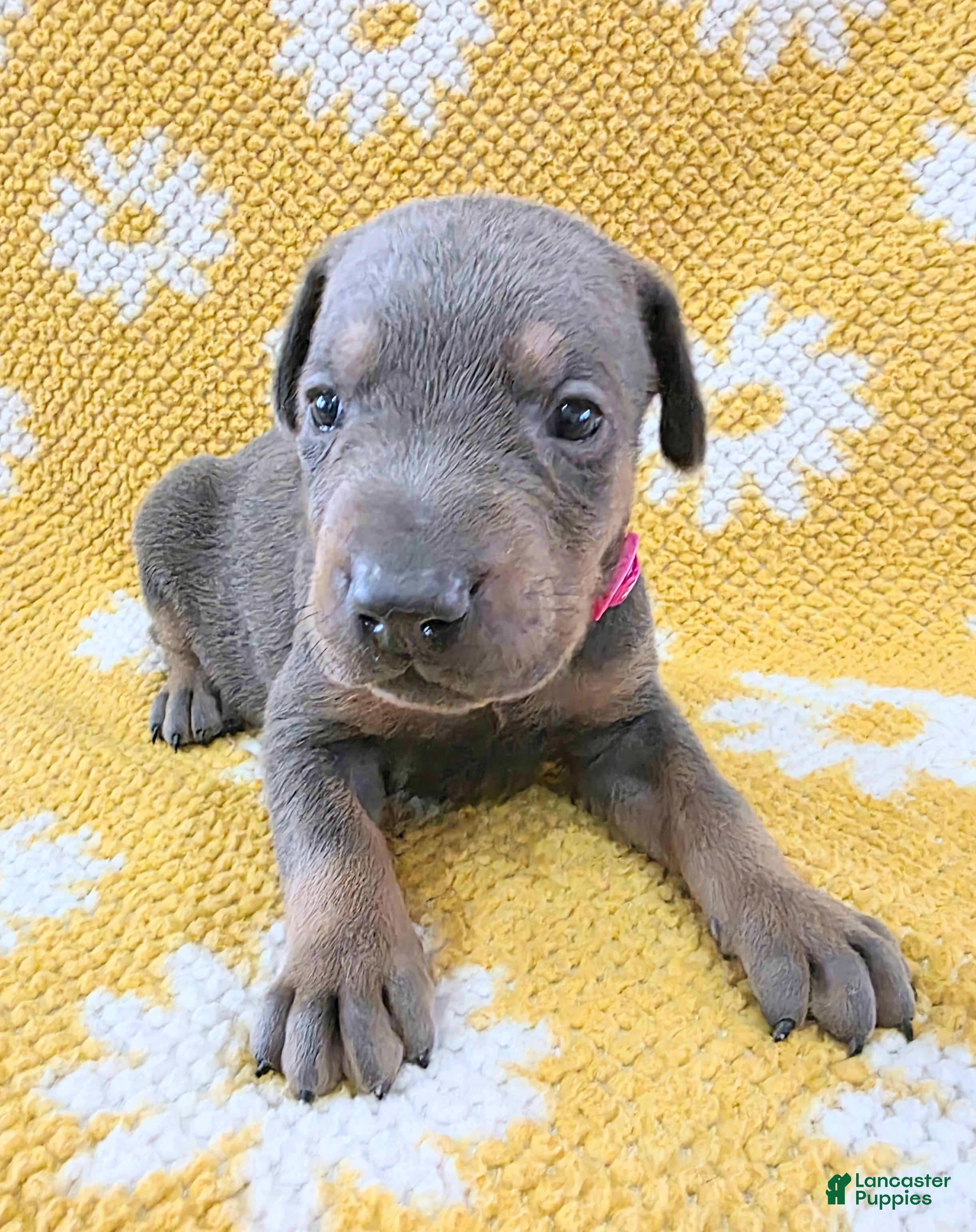 Doberman Pinscher dogs Doberman Pinscher Puppy 7 - Ad 26