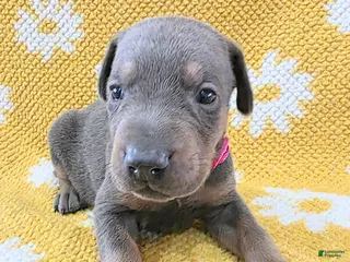 Doberman Pinscher dogs Doberman Pinscher Puppy 7 - Ad 26