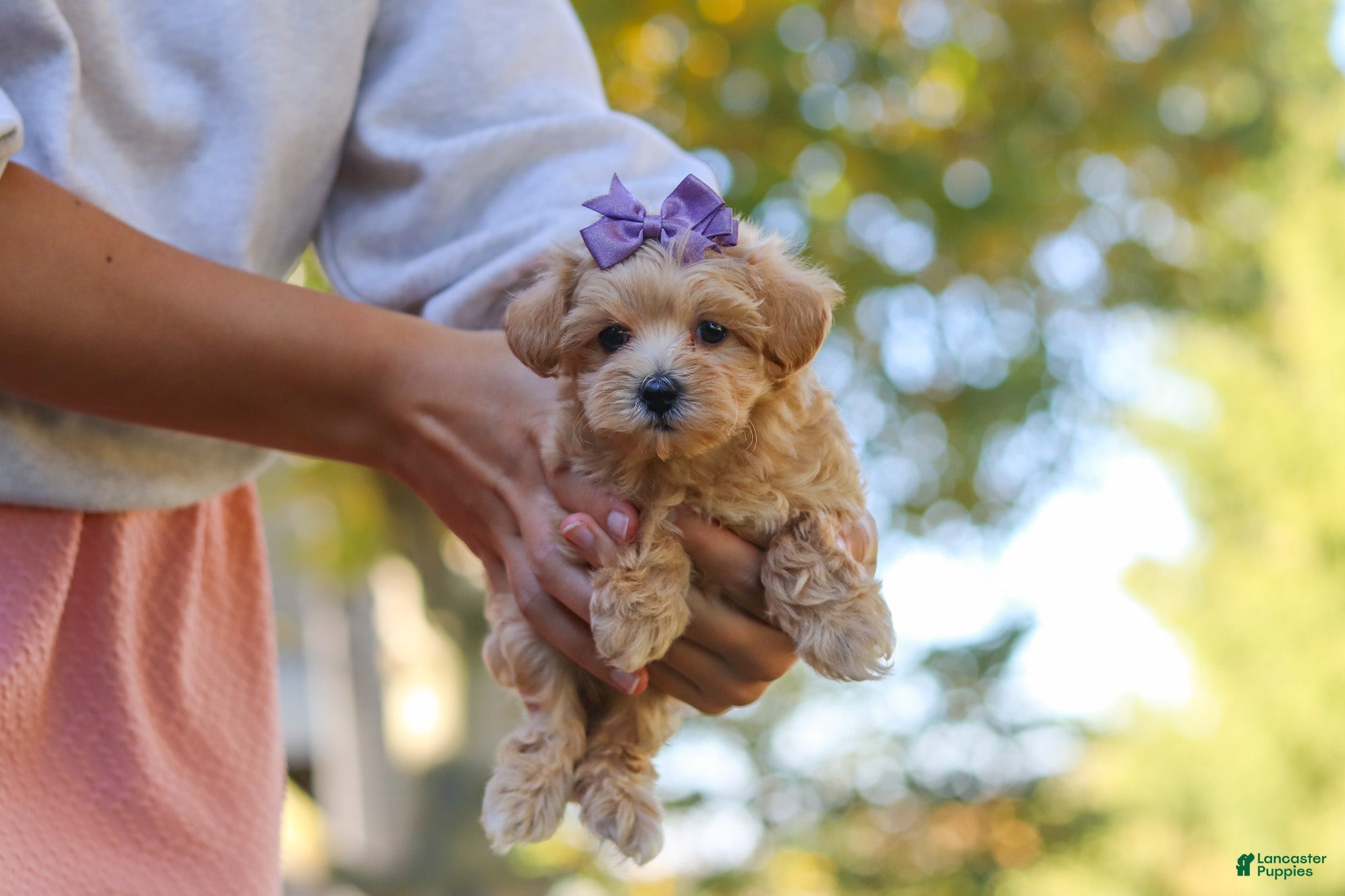 Maltipoo dogs Wren - Ad 2