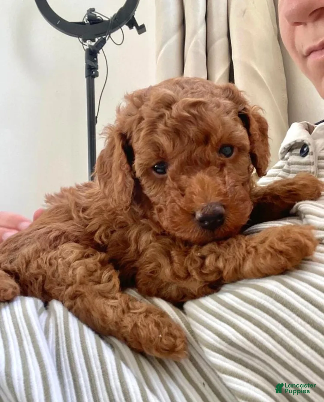 Toy Poodle dogs for sale: Luna - Ad 1