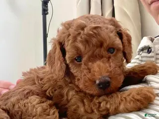 Toy Poodle dogs Luna - Ad 2