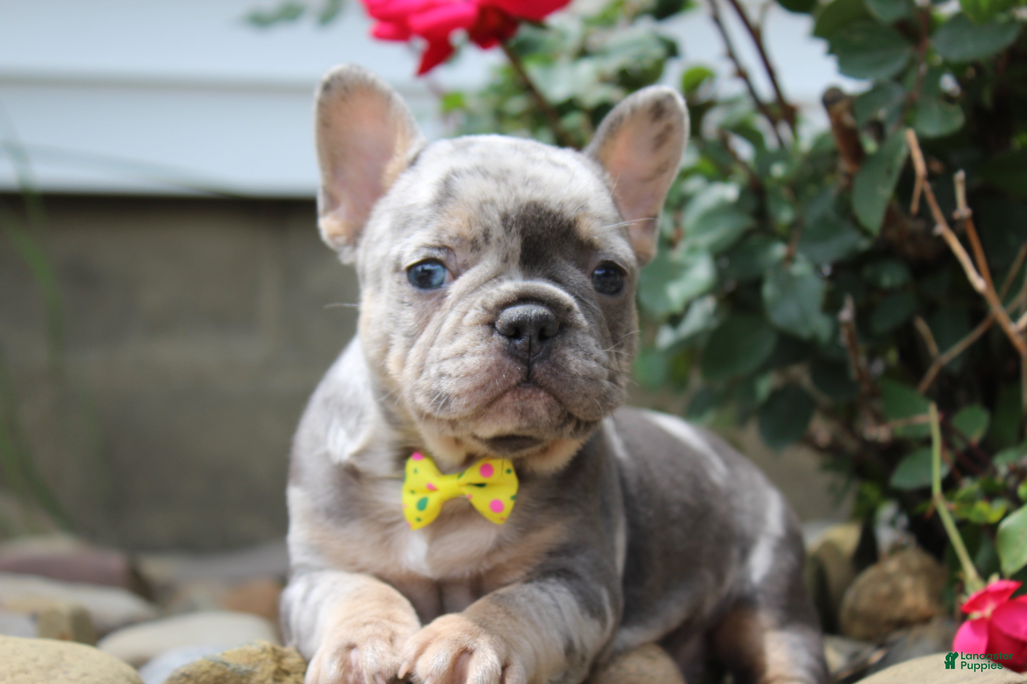 French Bulldog dogs for sale: AKC Bella - Ad 2