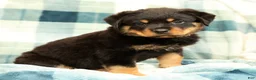 Rottweiler dogs for sale: Tank - Ad 4