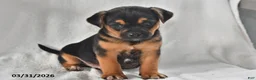 Mixed Breed dogs for sale: Ace - Ad 3