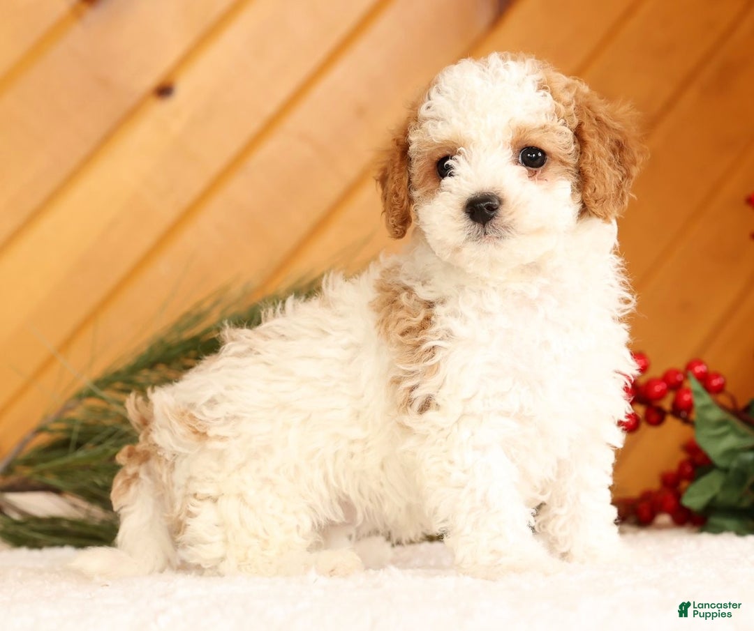 Cavapoo dogs for sale: Jenny - Ad 3