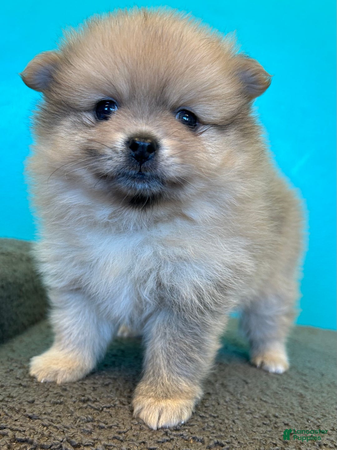 Gallery Image {{count}}