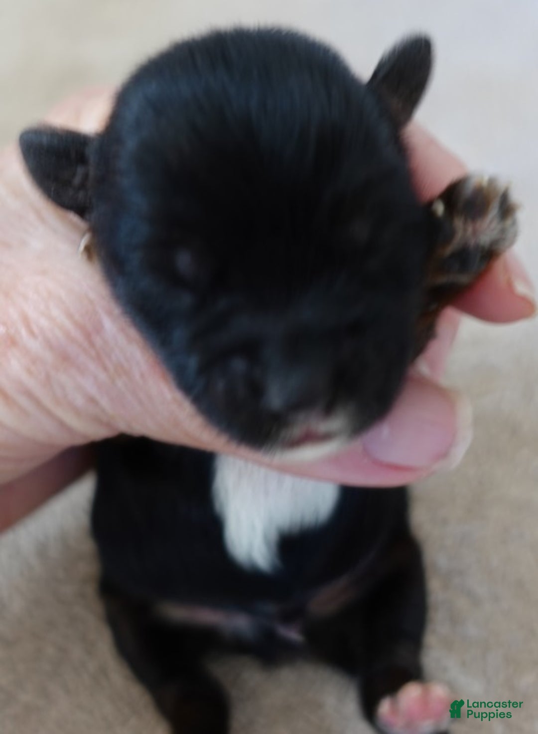 Yorkshire Terrier dogs for sale: Kismet black face - Ad 7