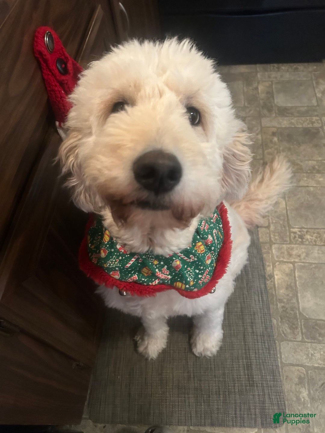 Goldendoodle dogs for sale: Goldendoodle Puppy 1 - Ad 4