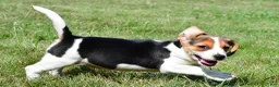 Beagle dogs for sale: Princess - Ad 8