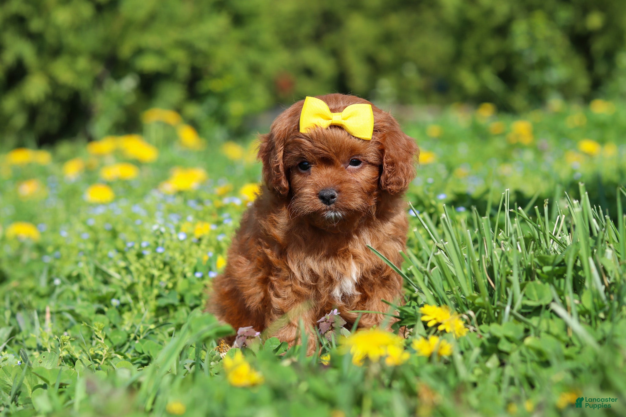 Cavapoo dogs Zoey - Ad 2