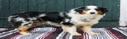 Australian Shepherd dogs for sale: Tessa - Ad 8