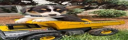 Welsh Corgi Pembroke dogs for sale: Gunner - Ad 2