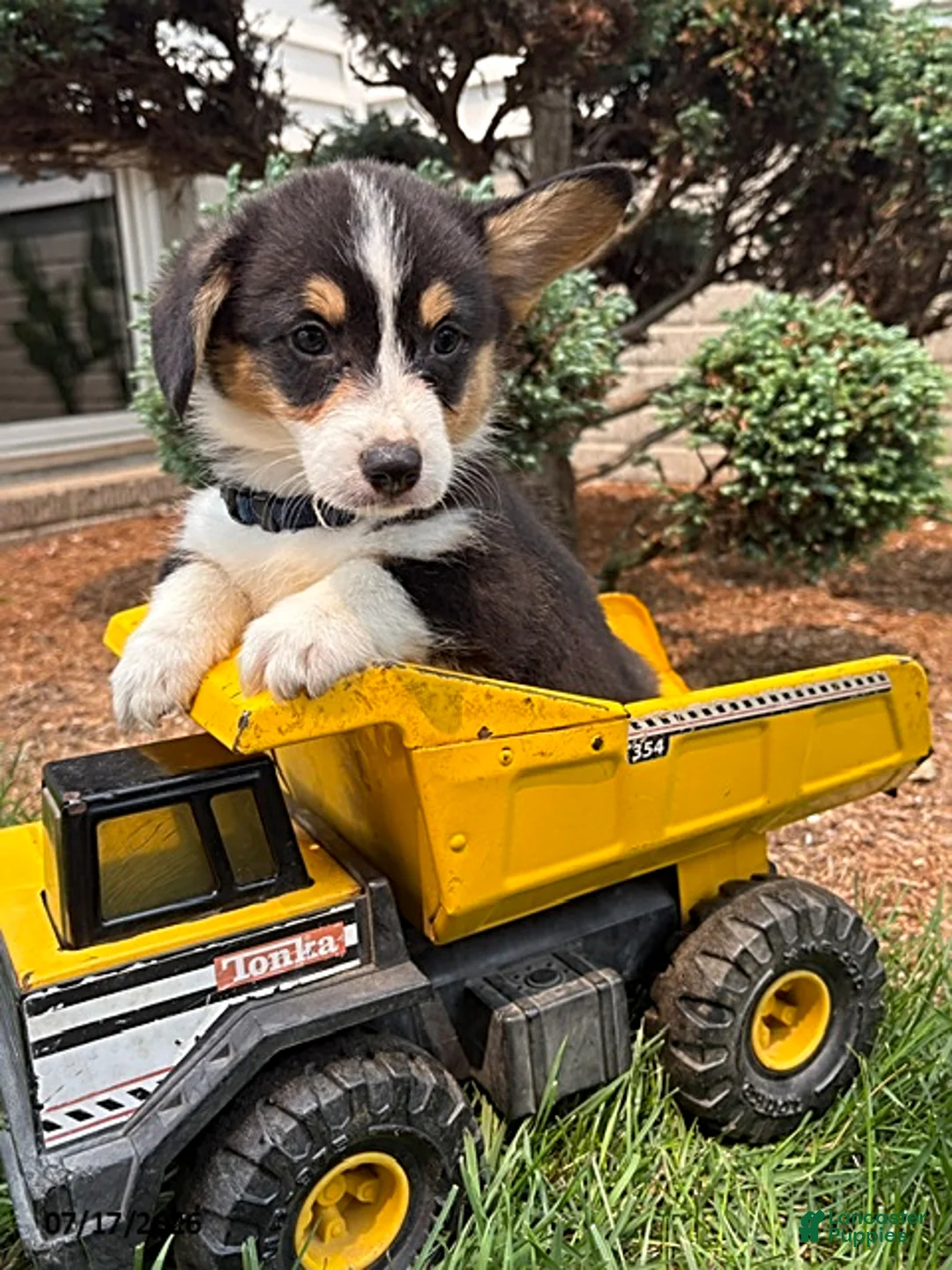 Welsh Corgi Pembroke dogs for sale: Gunner - Ad 2