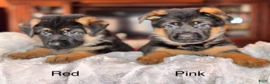 German Shepherd Puppy 5