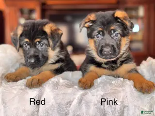 German Shepherd dogs German Shepherd Puppy 5 - Ad 13