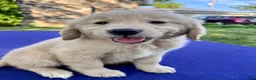 Golden Retriever dogs for sale: Cupcake - Ad 5