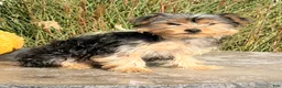 Yorkshire Terrier dogs for sale: Axel - Ad 3