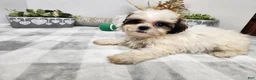 Teddy Bear dogs for sale: Crosby - Ad 9