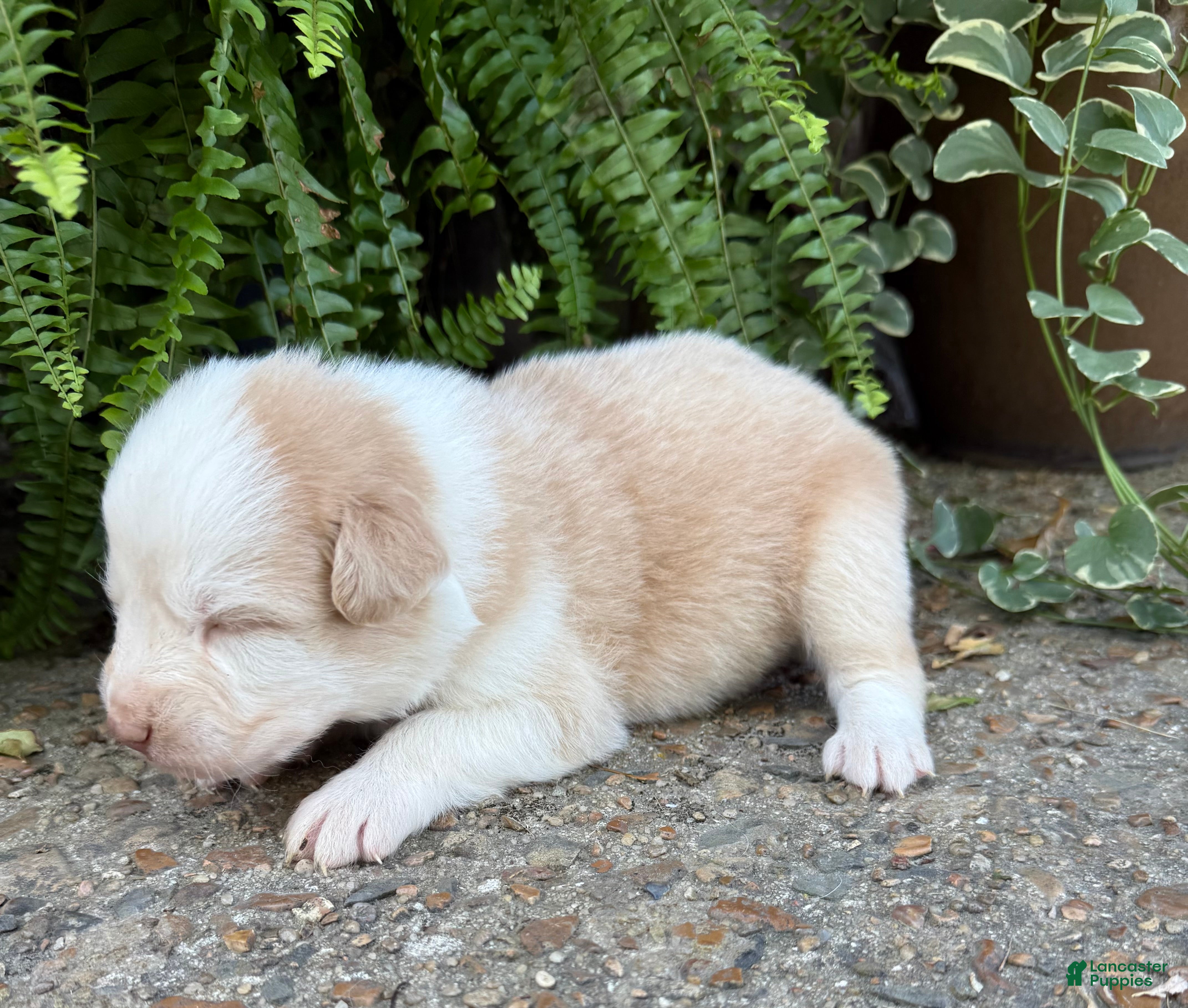 Australian Shepherd dogs Lime - Ad 2