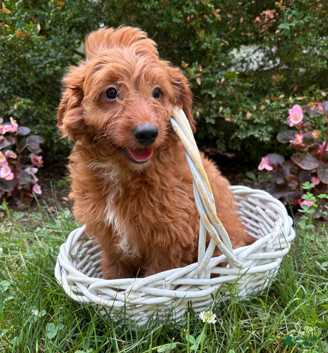 Goldendoodle dogs for sale: Arielle - Ad 2