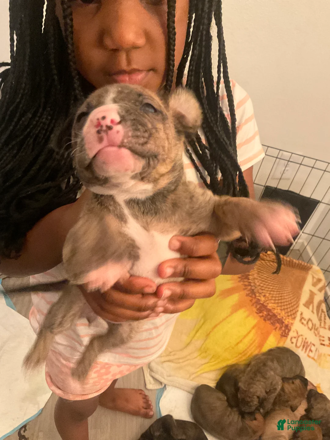 Mixed Breed dogs for sale: Mixed Breed Puppy 10 - Ad 1