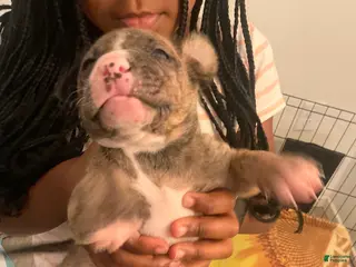 Mixed Breed dogs Mixed Breed Puppy 10 - Ad 4