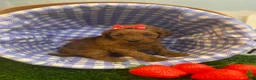 Mini Goldendoodle dogs for sale: Strawberry - Ad 3