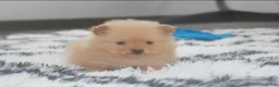 Pomeranian dogs for sale: Finn - Ad 11