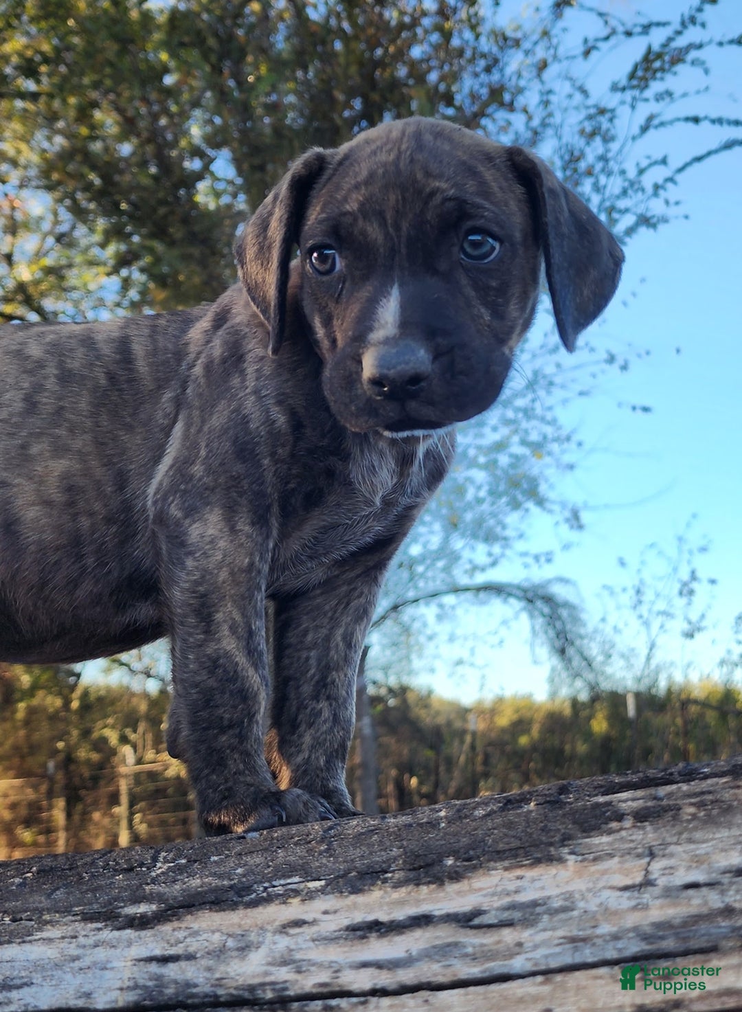 Catahoula Leopard Dog dogs for sale: Tracy II 2025 male 1 - Ad 15