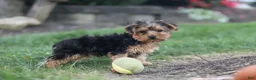Yorkiepoo dogs for sale: Beckham - Ad 13