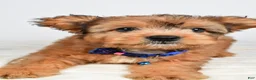 Mixed Breed dogs for sale: Grant - Ad 7
