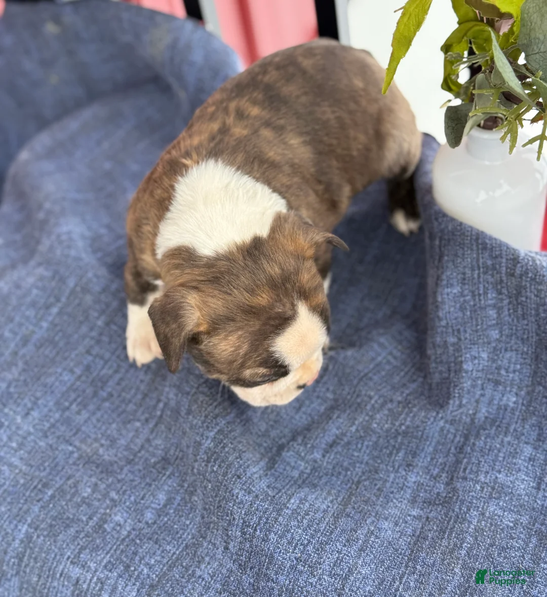 Boston Terrier dogs for sale: Benji - Ad 9