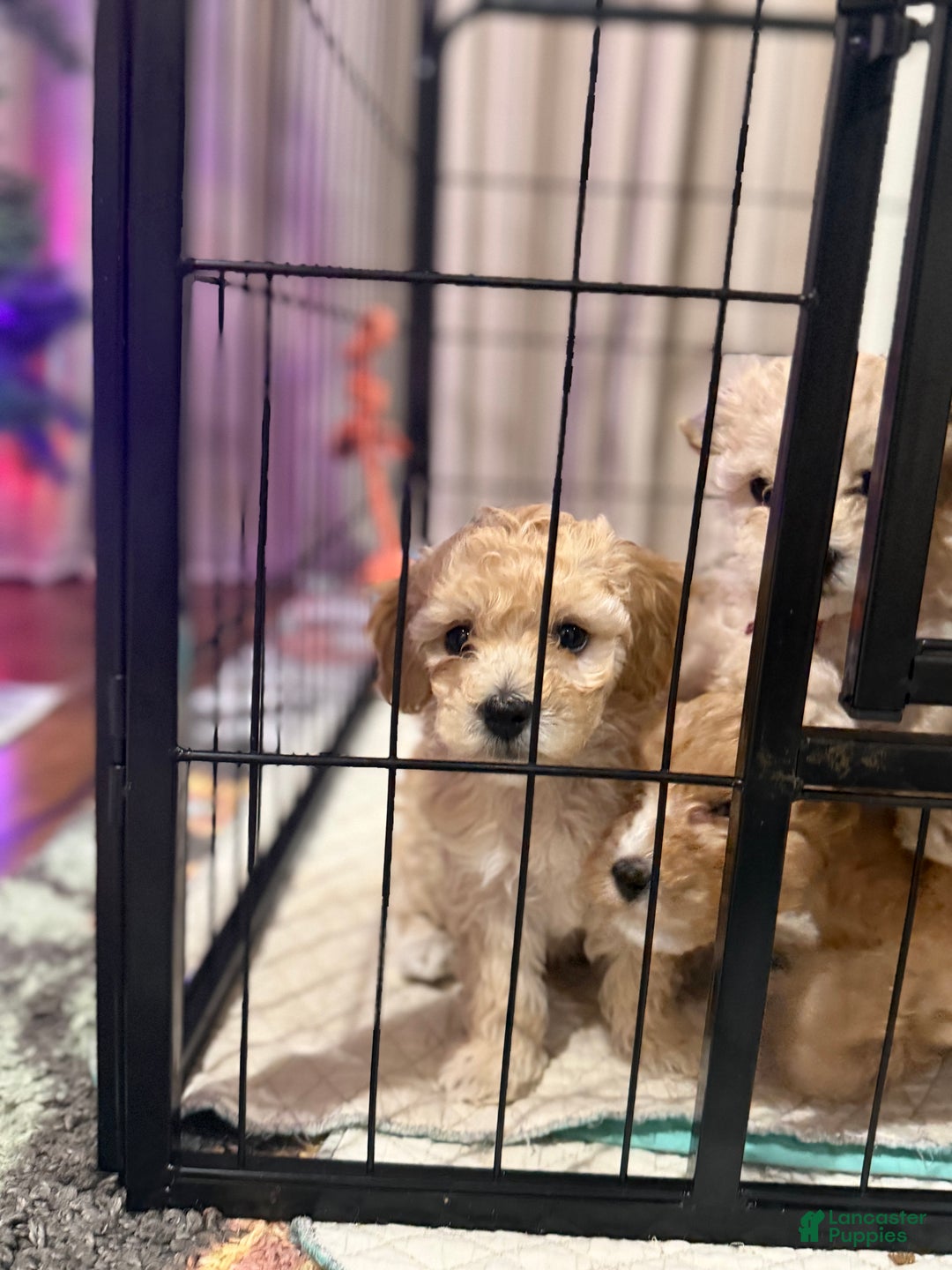 Bichpoo dogs for sale: Bichon frise Puppy 4 - Ad 3