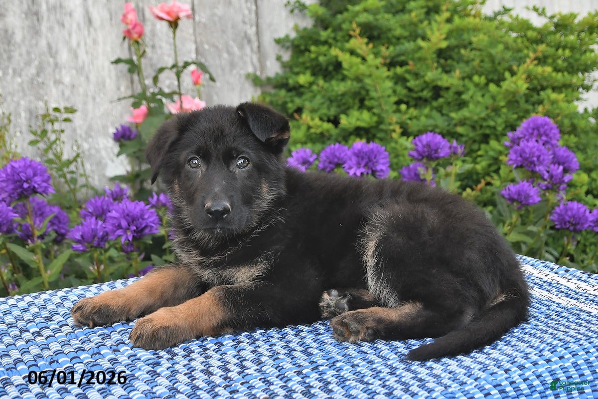 German Shepherd dogs Lula - Ad 1