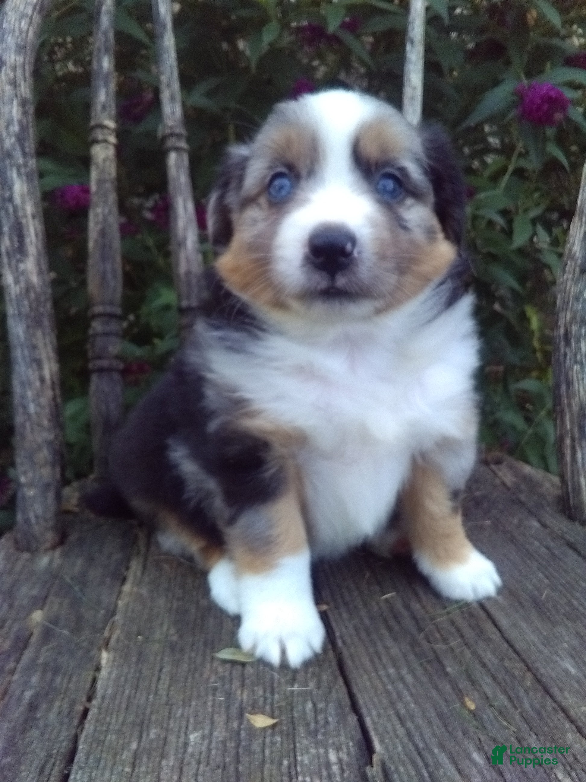 Miniature Australian Shepherd dogs Ashton - Ad 2