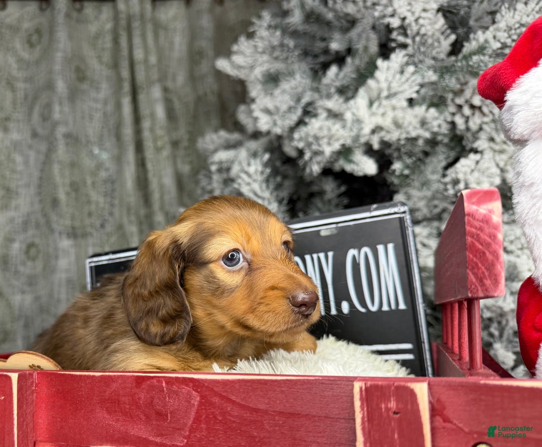 Miniature Dachshund dogs for sale: Green eyes- South african - Ad 14