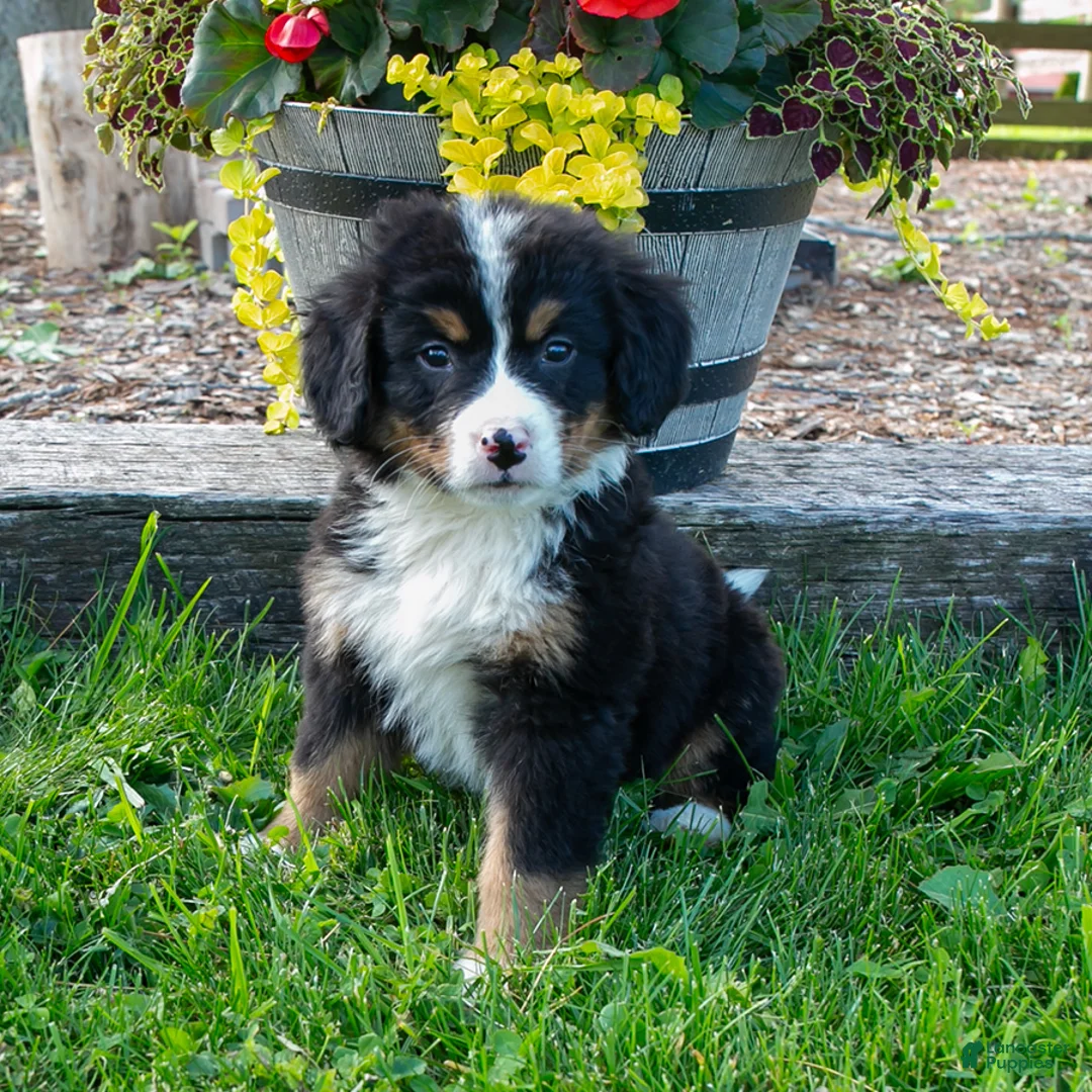 Bernese Mountain Dog dogs for sale: Ivy - Ad 1