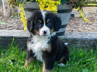Bernese Mountain Dog dogs for sale: Ivy - Ad 2