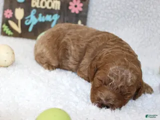 Miniature Poodle dogs Reed - Ad 39